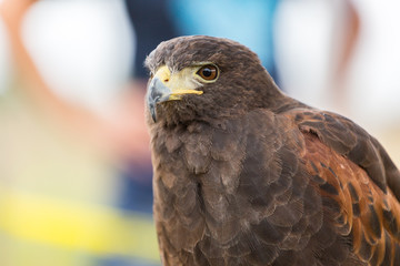 Harris's Hawk