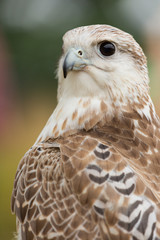 Falcon 