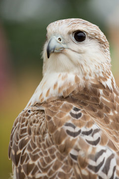 Falcon 