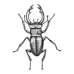 beetle, insect species isolated engraved, hand drawn animal in vintage style