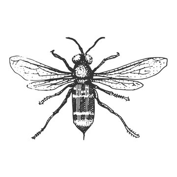 beetle, insect species isolated engraved, hand drawn animal in vintage style