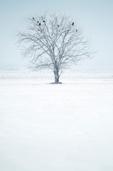 Fototapeta na wymiar Single tree with birds in snowy field