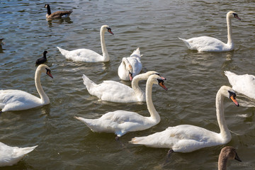 Swans in the river in Stratford-upon-Avon