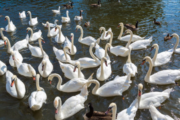 Swans in the river in Stratford-upon-Avon