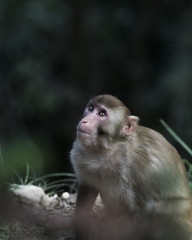 Macaque