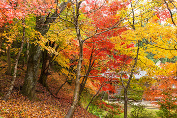Japanese temple in autumn season