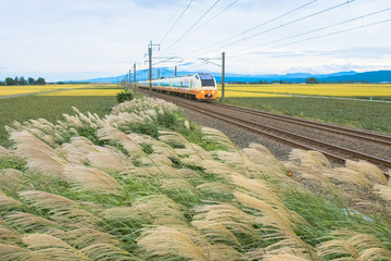 ススキと羽越本線