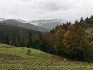 Misty autumn landscape