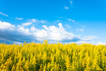 青空と背高泡立草
