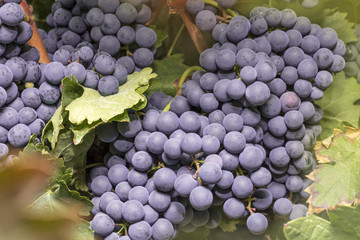 Wine grapes in a vineyard before autumn harvest
