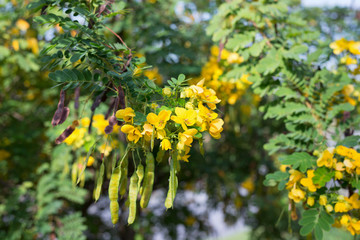 Yellow flower [Senna surattensis] and sunlight