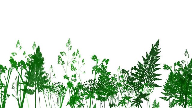 Rapidly Growing  Green Leafage -     Video Footage  with Alpha Channel