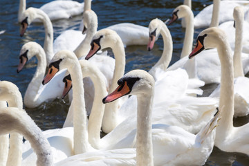 Swans in the river in Stratford-upon-Avon