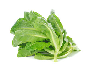 fresh cos (lettuce) on white background