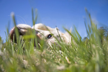 Golden retriever dog lying on grass and looking from grass level