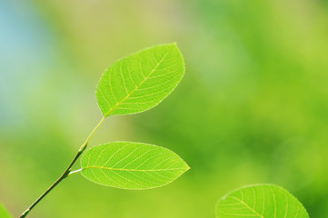 Fototapeta na wymiar new growing green leaf in spring, vertical composition