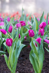 Purple tulips in garden