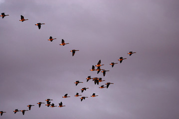 Canada goose flying in group in sunset cloudy sky