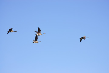 flying Canada gooses in group under blue sky