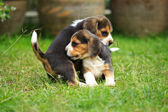 
purebred beagle puppy is learning the world in first time
