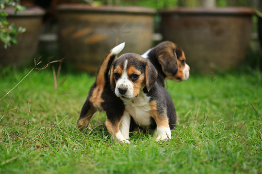 
purebred beagle puppy is learning the world in first time
