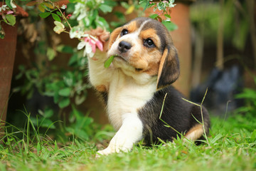 purebred beagle puppy is learning the world in first time - obrazy, fototapety, plakaty