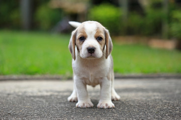 purebred beagle puppy is learning the world in first time