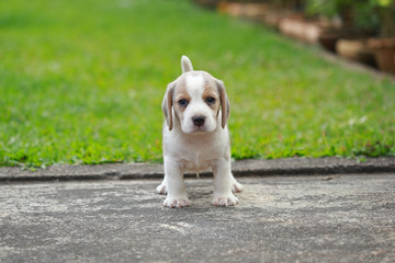 purebred beagle puppy is learning the world in first time