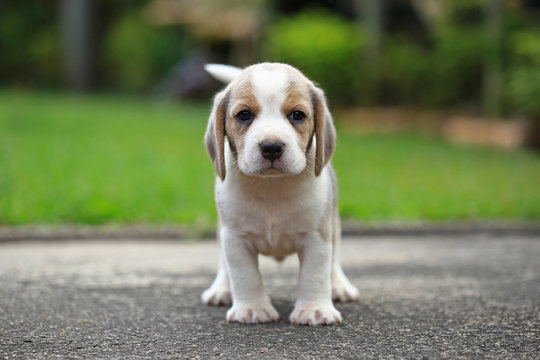 Purebred Beagle Puppy Is Learning The World In First Time