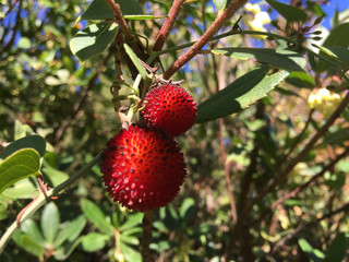 Obraz premium Strawberry fruit in a tree
