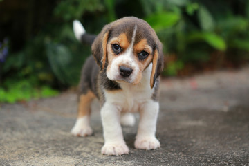purebred beagle puppy is learning the world in first time