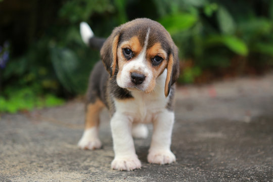 Purebred Beagle Puppy Is Learning The World In First Time