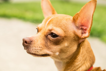 Chihuahua Looking at Something