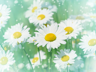 Summer gentle background with beautiful daisies closeup
