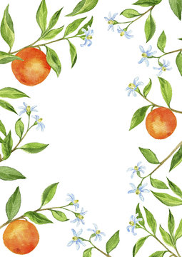 background with fruit tree branches, flowers, leaves and oranges