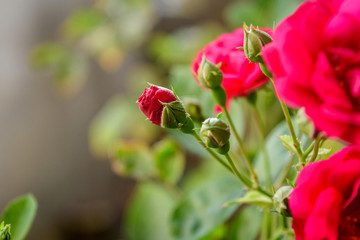 rose with blurry foreground and blurry background