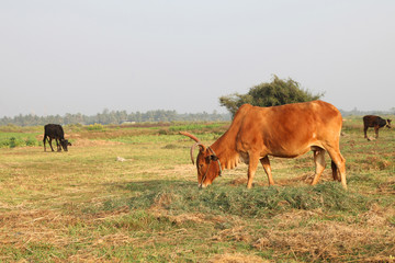 Curious cow eating grass at the field