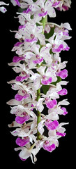 Purple Orchid Isolated on Black Background