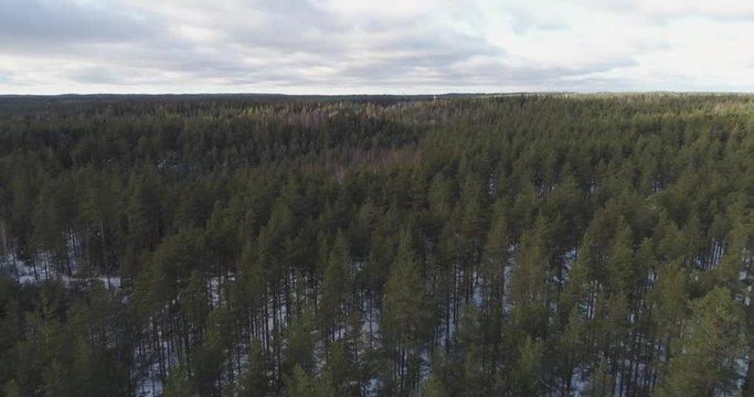 Aerial backwards flight over winter pine forest in daylight, 4k drone footage