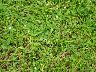grass background