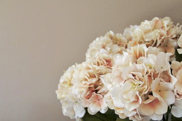 Closeup of Hydrangea Bouquet in Mix of Focus in Foreground and Soft-Focus  in Background.  Copy...