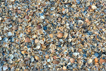 Seashells background texture