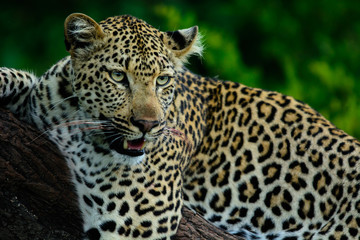 Fototapeta na wymiar African leopard with summer background, Sabi Sand Game Reserve, South Africa