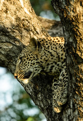 African leopard in the fork of a tree, Sabi Sand Game Reserve, South Africa