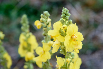 Yellow Verbascum flower