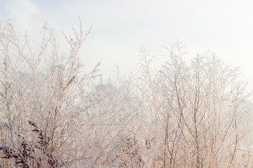 Withered grass covered with frost on background of cloudy sky