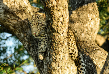 Naklejka na ściany i meble African leopard in large tree, Sabi Sand Game Reserve, South Africa