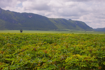 Cassava farm in front of mountain background