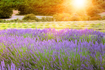Sunset over a violet lavender field in Provence, France. Beautiful image of violet flowers over summer landscape. Outdoor image for natural background.