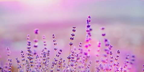 Lavender bushes closeup on sunset. Sunset gleam over purple flowers of lavender. Bushes on the...